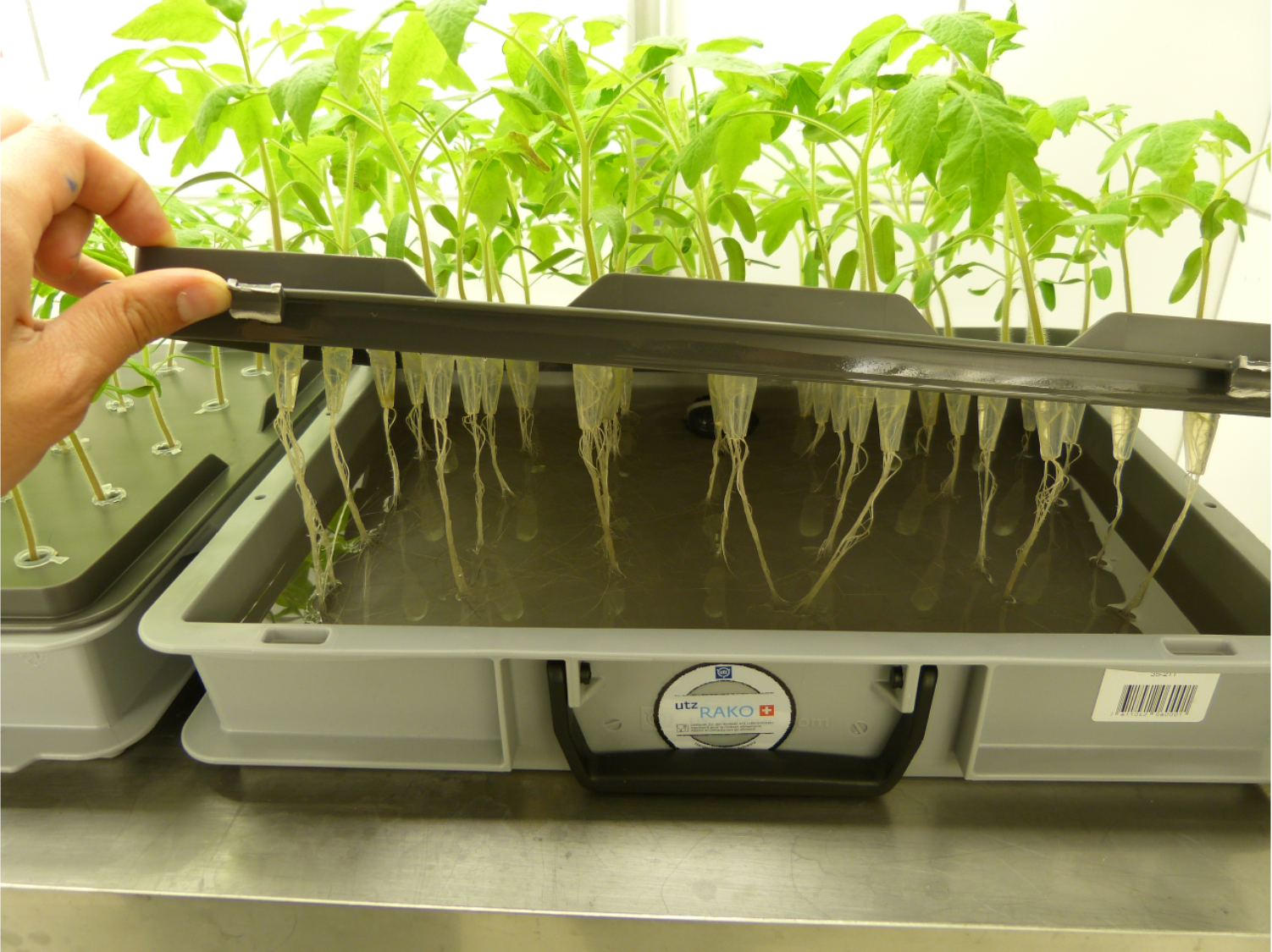 Tomato Tray